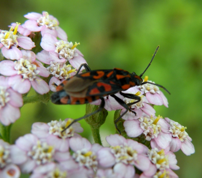 Lygaeidae: Spilostethus saxatilis del Piemonte (CN)